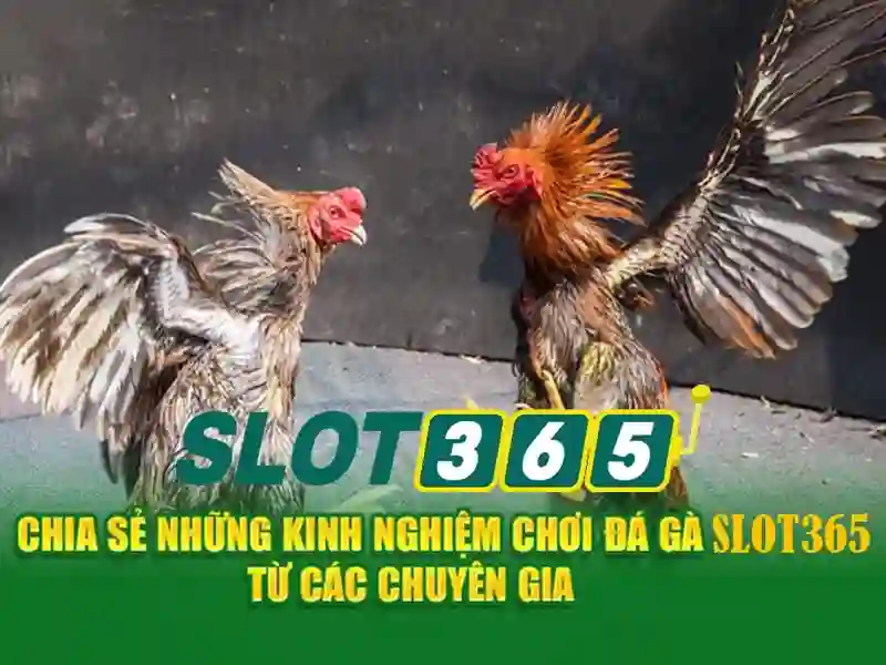 Slot365: Khám phá thế giới trò chơi quay số trực tuyến