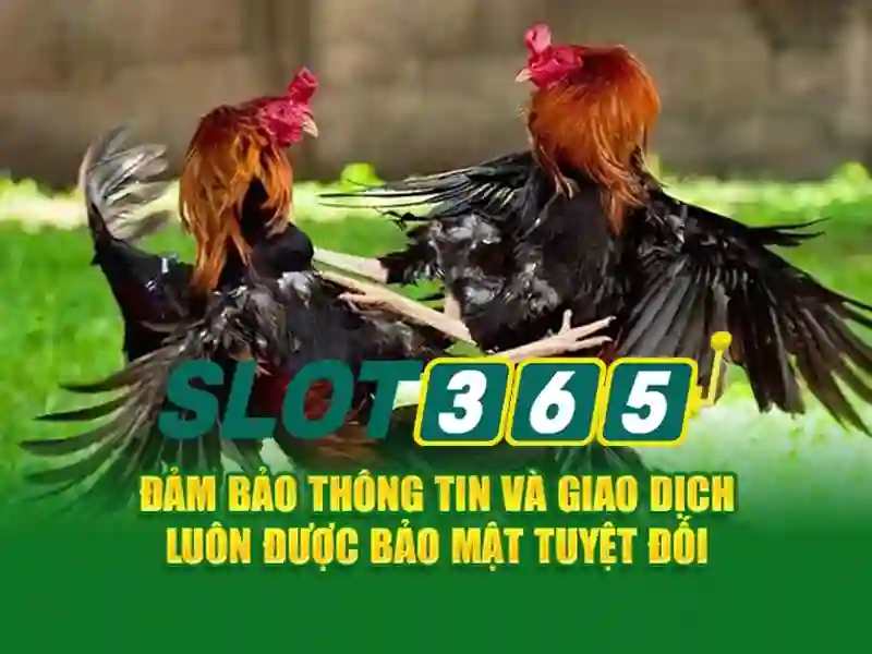 Giới thiệu về Slot365
