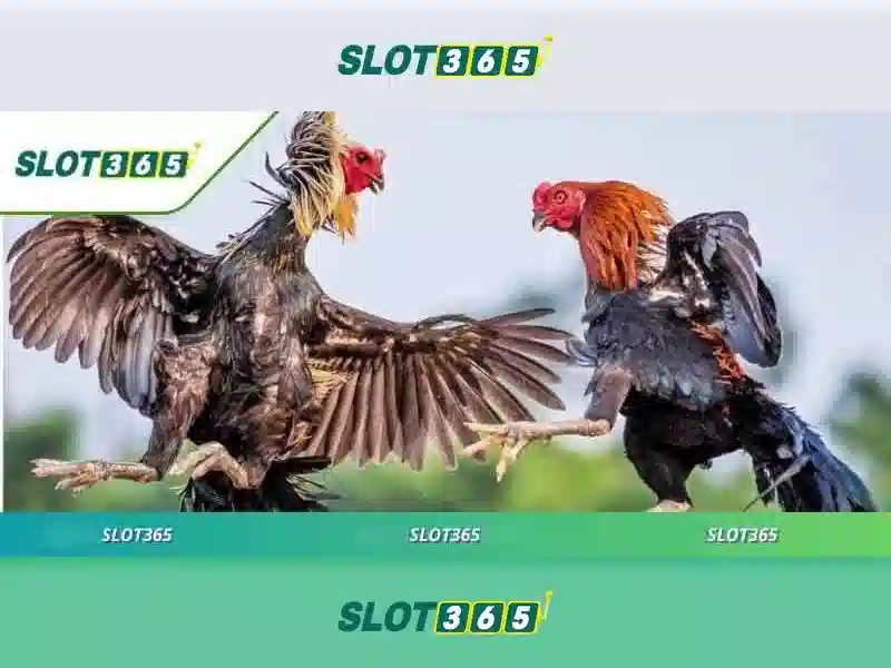 Slot365 - Giới thiệu tổng quan