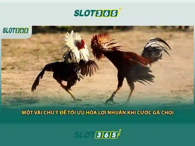 Slot365: Trải nghiệm chơi máy đánh bạc trực tuyến