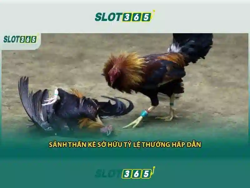 Slot365 - Nền tảng chơi slot trực tuyến uy tín