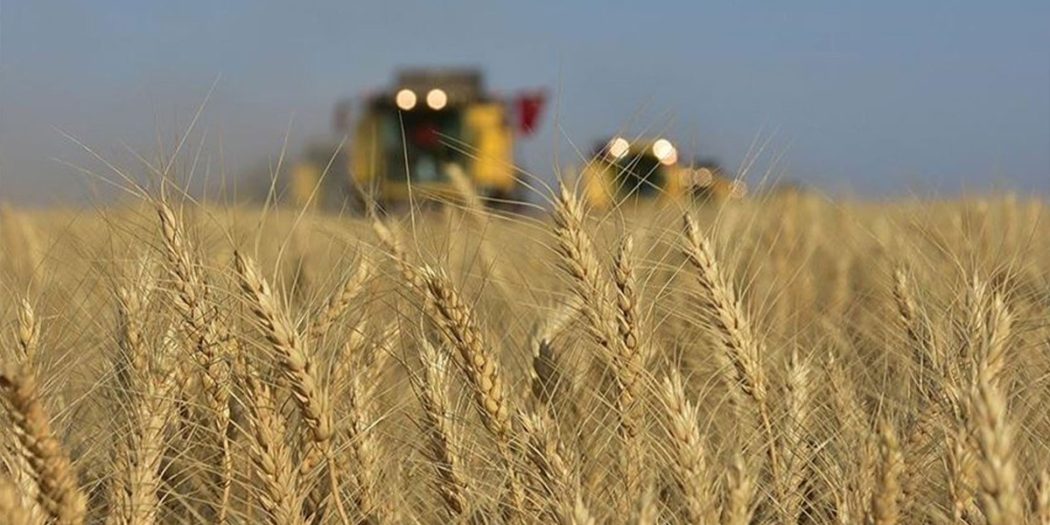 Türkiye buğday stoğu durumu ve üretimi Haber Müdürü